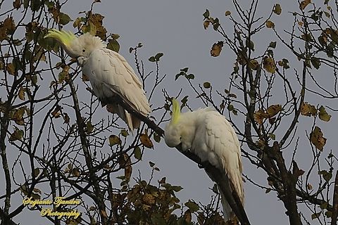 The sulfur-crested cockatoo, family Cacatuidae  Australia,Cacatua galerita,Fall,Geotagged,Sulphur Crested