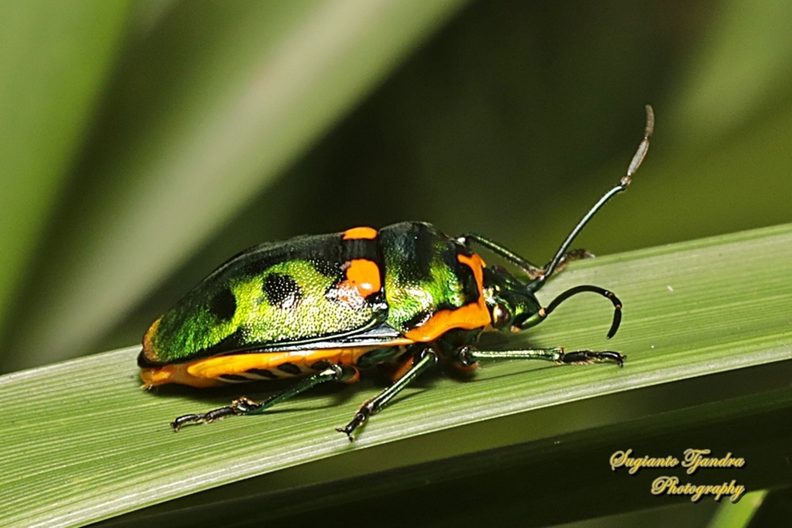 Metallic Jewel bug, Scutiphora pedicellata, family Scutelleridae  Australia,Fall,Geotagged,Scutiphora pedicellata