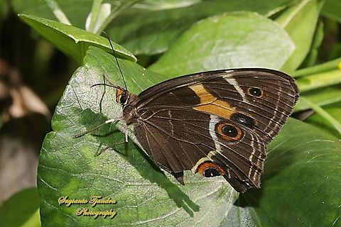 The swordgrass brown, Tisiphone abeona, family Nymphalidae - lowerside  Australia,Fall,Geotagged,Swordgrass brown,Tisiphone abeona