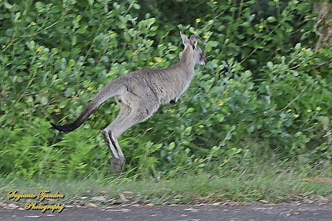 The eastern grey kangaroo, Macropus giganteus giganteus - "jumping"  Australia,Eastern grey kangaroo,Fall,Geotagged,Macropus giganteus