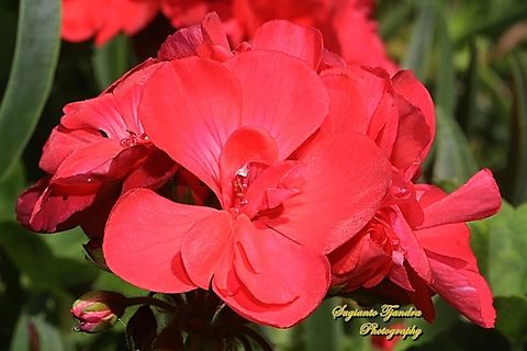 Garden Geranium, Pelargonium × hybridum  Australia,Fall,Geotagged