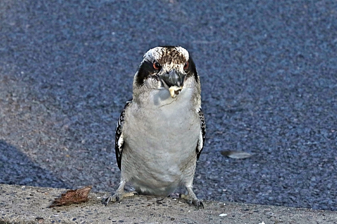 Kookaburra  Australia,Dacelo novaeguineae,Fall,Geotagged,Laughing Kookaburra