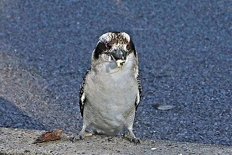 Kookaburra  Australia,Dacelo novaeguineae,Fall,Geotagged,Laughing Kookaburra