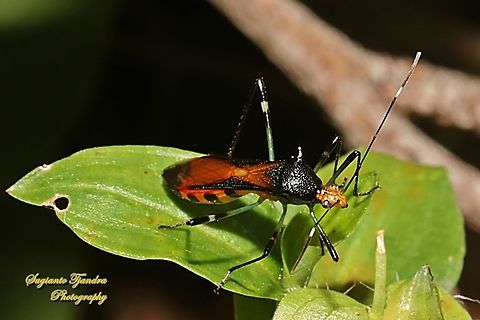 Colourful Board-headed Bug, Noliphus erythrocephalus, subfamily Micrelytrinae, tribe Leptocorisin, family Alydidae  Australia,Colorful Broad-headed Bug,Fall,Geotagged,Noliphus erythrocephalus