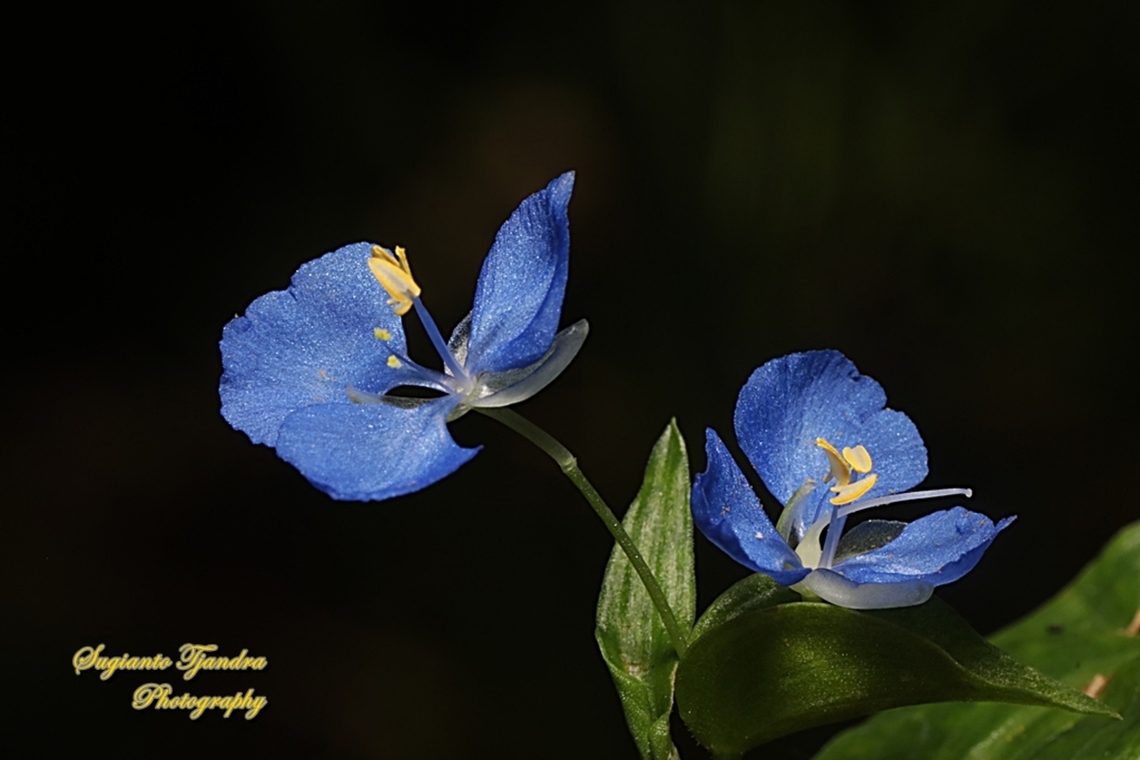 Climbing Dayflower, Commelina diffusa  Australia,Climbing dayflower,Commelina diffusa,Fall,Geotagged