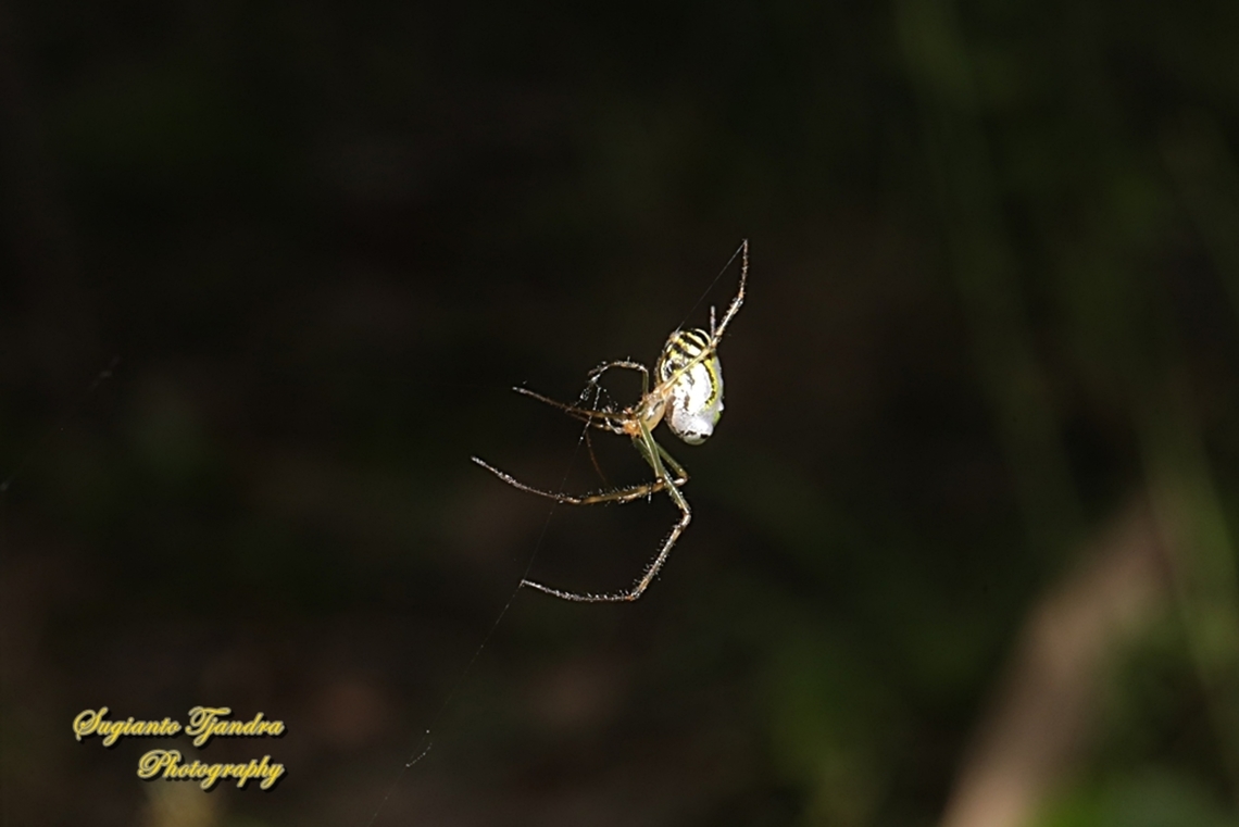 The humped silver orb spider, Leucauge dromedaria, family Tetragnathidae  Australia,Fall,Geotagged,Humped silver orb spider,Leucauge dromedaria