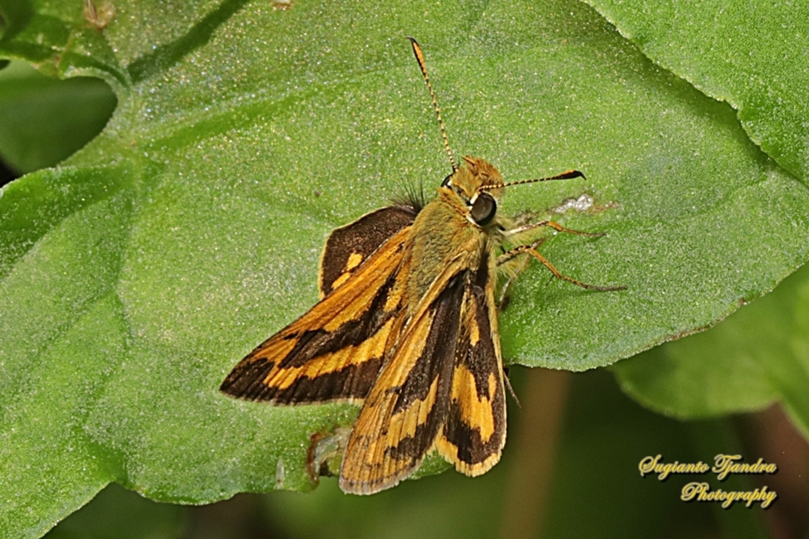 Skipper butterfly, Yellow-banded dart, Ocybadistes walkeri sothis  Australia,Fall,Geotagged,Greenish grass-dart,Ocybadistes walkeri
