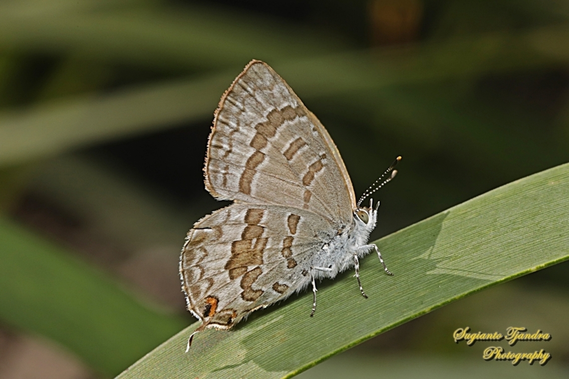 The speckled line blue, Catopyrops florinda estrella, family Lycaenidae - underside  Australia,Catopyrops florinda,Fall,Geotagged