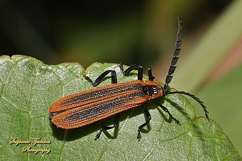 Red Shoulder Lycid Beetle, Trichalus ampliatus (formerly Matriorrhynchus ampliatus), family Lycidae  Australia,Fall,Geotagged,Red shouldered lycid beetle,Trichalus ampliatus