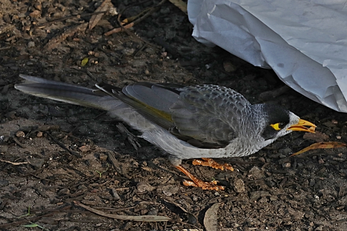 Noisy Miner, Manorina melanocephala, family Meliphagidae  Australia,Fall,Geotagged,Manorina melanocephala,Noisy miner