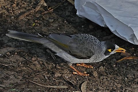 Noisy Miner, Manorina melanocephala, family Meliphagidae  Australia,Fall,Geotagged,Manorina melanocephala,Noisy miner