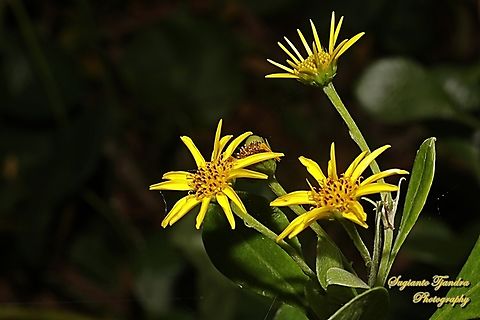 Bietou bush flowers, Osteospermum moniliferum (Chrysanthemoides monilifera), family Asteraceae  Australia,Bietou,Fall,Geotagged,Osteospermum moniliferum