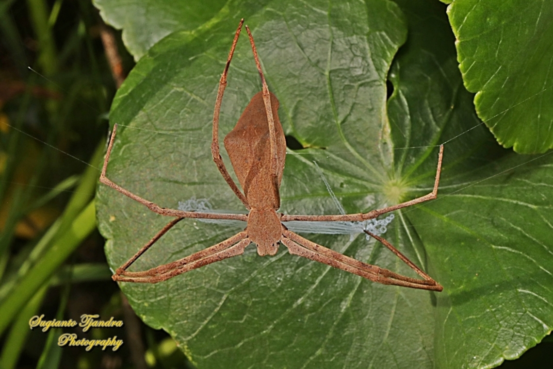 Rufous net-casting spider, Deinopis subrufa, family Deinopidae  Australia,Deinopis subrufa,Fall,Geotagged,Rufous Net-casting Spider