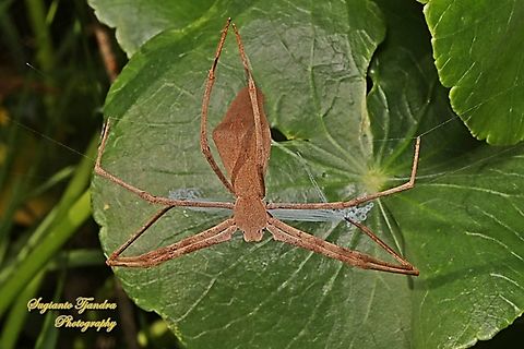 Rufous net-casting spider, Deinopis subrufa, family Deinopidae  Australia,Deinopis subrufa,Fall,Geotagged,Rufous Net-casting Spider