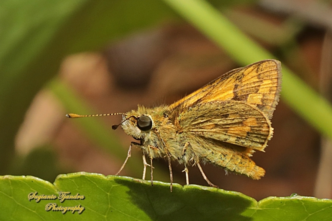 Skipper butterfly, Yellow-banded dart, Ocybadistes walkeri sothis  Australia,Fall,Geotagged,Greenish grass-dart,Ocybadistes walkeri