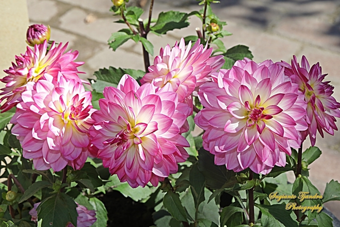 Garden Dahlia flower, Dahlia pinnata, family Asteraceae  Australia,Dahlia pinnata,Fall,Garden Dahlia,Geotagged