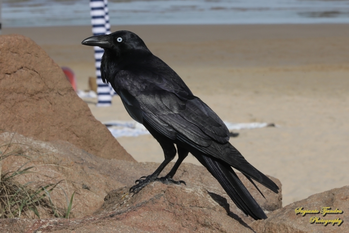 Australian Raven, Corvus coconoides  Australia,Australian raven,Corvus coronoides,Fall,Geotagged