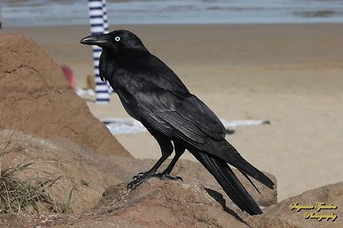 Australian Raven, Corvus coconoides  Australia,Australian raven,Corvus coronoides,Fall,Geotagged