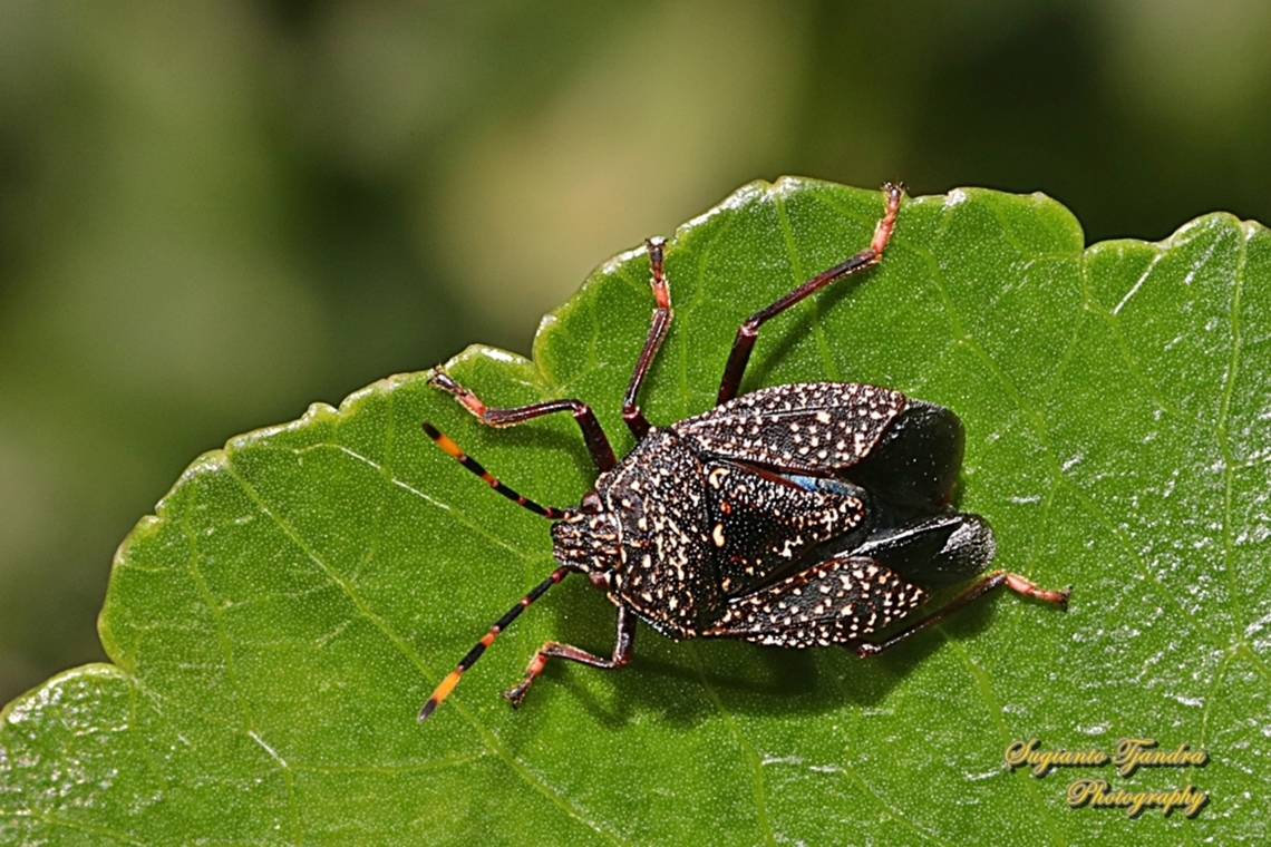 Yellow-dotted Gum Tree Shield Bug, Notius consputus, family Pentatomidae  Australia,Fall,Geotagged,Notius consputus,Yellow-dotted Gum Tree Shield Bug
