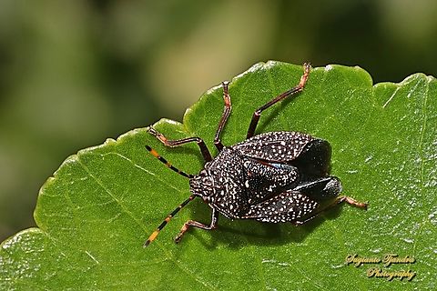 Yellow-dotted Gum Tree Shield Bug, Notius consputus, family Pentatomidae  Australia,Fall,Geotagged,Notius consputus,Yellow-dotted Gum Tree Shield Bug