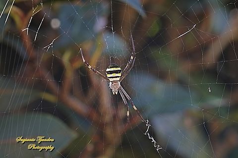 Orb-weaving spider, St. Andrew's cross spider, Argiope keyserlingi  Argiope keyserlingi,Australia,Fall,Geotagged,St Andrews Cross Spider