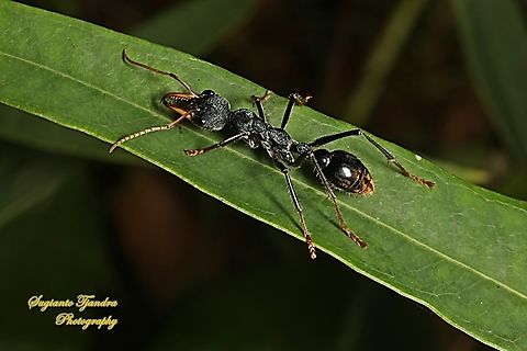 Black Jumper Ant, Myrmecia pilosula, family Formicidae  Australia,Fall,Geotagged,Jack Jumper,Myrmecia pilosula