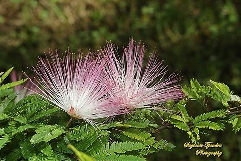 Pink Fairy-duster, Calliandra eriophylla, family Fabaceae  Australia,Calliandra eriophylla,Fairy duster,Fall,Geotagged