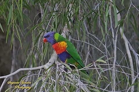Rainbow Lorikeet, Trichoglossus moluccanus, family Psittaculidae  Australia,Fall,Geotagged,Rainbow lorikeet,Trichoglossus moluccanus