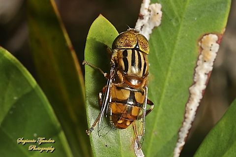 Golden Native Drone Fly, Eristalinus (Lathyrophthalmus) punctulatus, family Syrphidae  Australia,Eristalinus punctulatus,Fall,Geotagged,Native drone fly