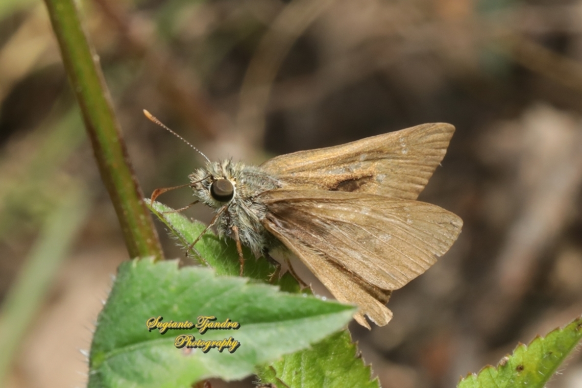 Large dingy skipper butterfly, Toxidia peron, family Hesperida - male  Australia,Fall,Geotagged,Large dingy skipper,Toxidia peron