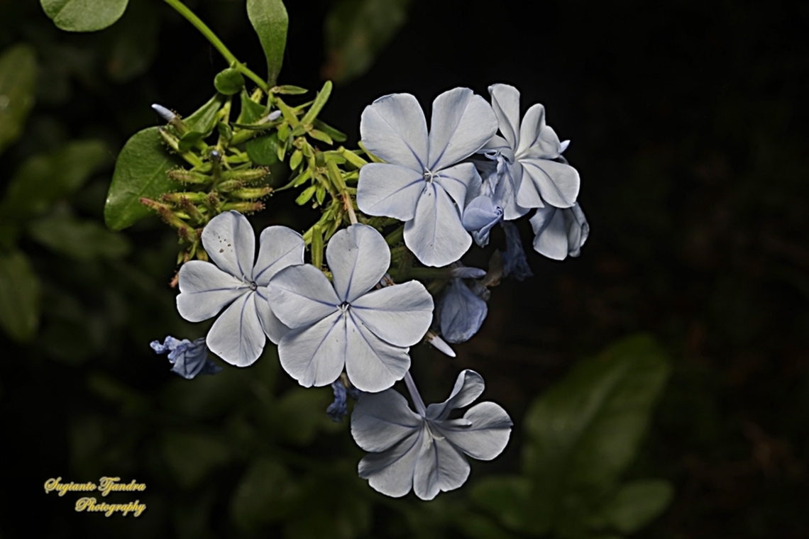 Blue Plumbago, Plumbago auriculata, family Plumbaginaceae  Australia,Cape leadwort,Fall,Geotagged,Plumbago auriculata