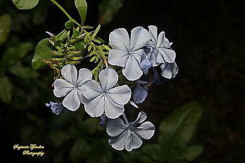 Blue Plumbago, Plumbago auriculata, family Plumbaginaceae  Australia,Cape leadwort,Fall,Geotagged,Plumbago auriculata