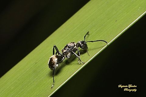 Spiny Ant, Polyrhachis Sp, subfamily Hedomyrma, family Formicidae  Australia,Fall,Geotagged