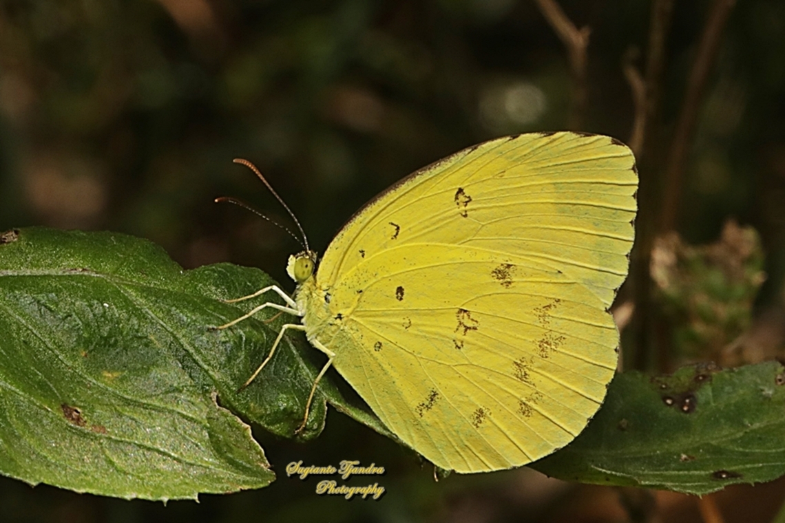 Scalloped Grass-yellow, Eurema alitha  Australia,Eurema alitha,Fall,Geotagged,Scalloped grass yellow