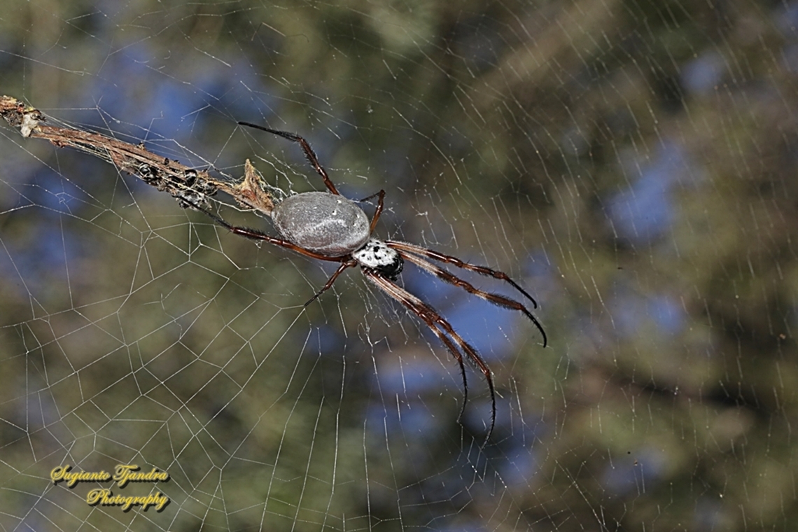 Australian Golden Orbweaver, Trichonephila edulis, family Araneidae  Australia,Fall,Geotagged,Trichonephila edulis