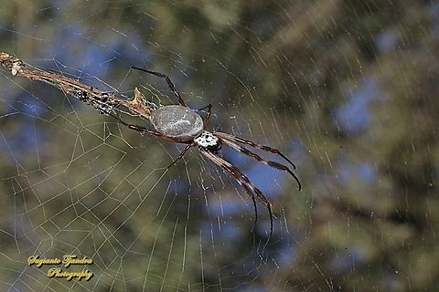 Australian Golden Orbweaver, Trichonephila edulis, family Araneidae  Australia,Fall,Geotagged,Trichonephila edulis