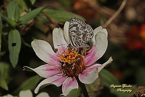 Zebra Blue, Leptotes plinius, family Lycaenidae "sucking nectar on the Zinnia flower"  Australia,Fall,Geotagged,Tarucus plinius,Zebra Blue