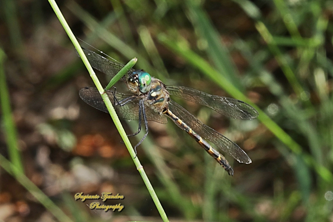 Australian Emerald Dragonfly, Hemicordulia australiae, family Corduliidae  Australia,Australian emerald,Fall,Geotagged,Hemicordulia australiae