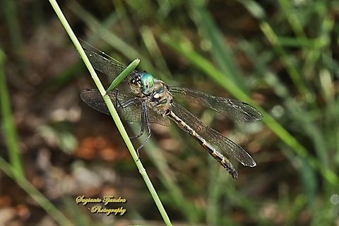 Australian Emerald Dragonfly, Hemicordulia australiae, family Corduliidae  Australia,Australian emerald,Fall,Geotagged,Hemicordulia australiae