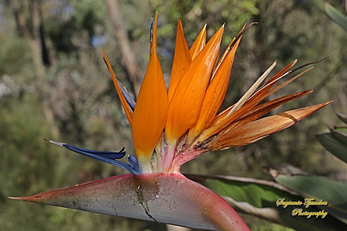 Common Bird-of-paradise Flower, Strelitzia reginae  Australia,Bird of Paradise flower,Fall,Geotagged,Strelitzia reginae