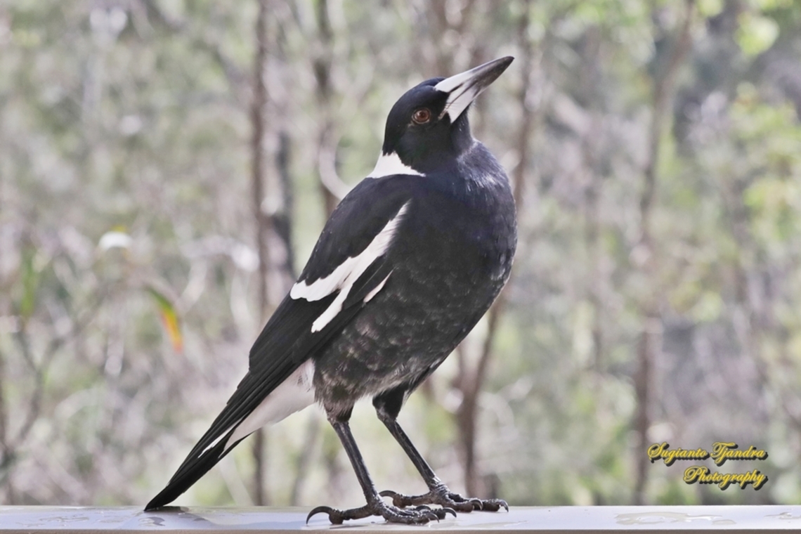 Australian Magpie, Gymnorhina tibicen  Australia,Australian magpie,Fall,Geotagged,Gymnorhina tibicen