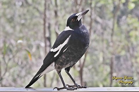 Australian Magpie, Gymnorhina tibicen  Australia,Australian magpie,Fall,Geotagged,Gymnorhina tibicen