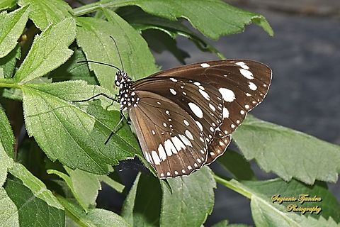 Australian Crow butterfly, Euploea corinna, family Nymphalidae  Australia,Euploea corinna,Fall,Geotagged