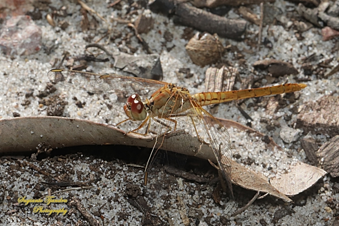 Scarlet Percher Dragonfly, Diplacodes haematodes, family Libellulidae - immature male  Australia,Diplacodes haematodes,Fall,Geotagged,Scarlet Percher