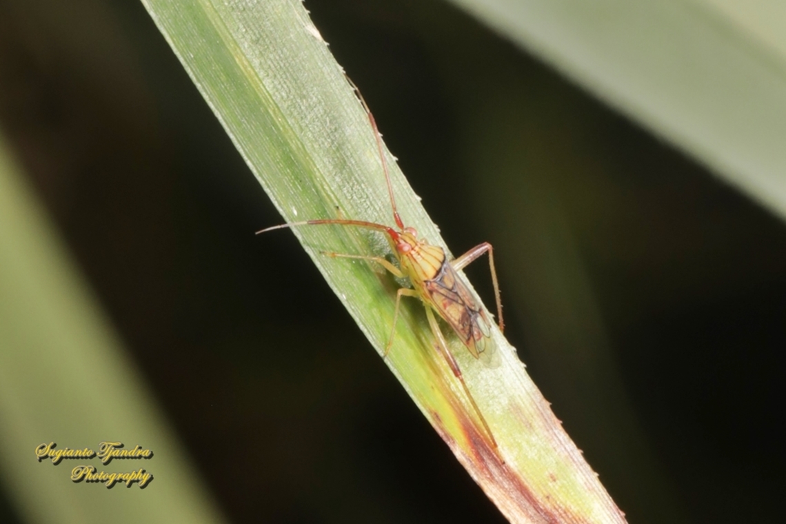Plant bug, Hyalopeplus vitripennis, family Miridae  Australia,Fall,Geotagged,Hyalopeplus lineifer