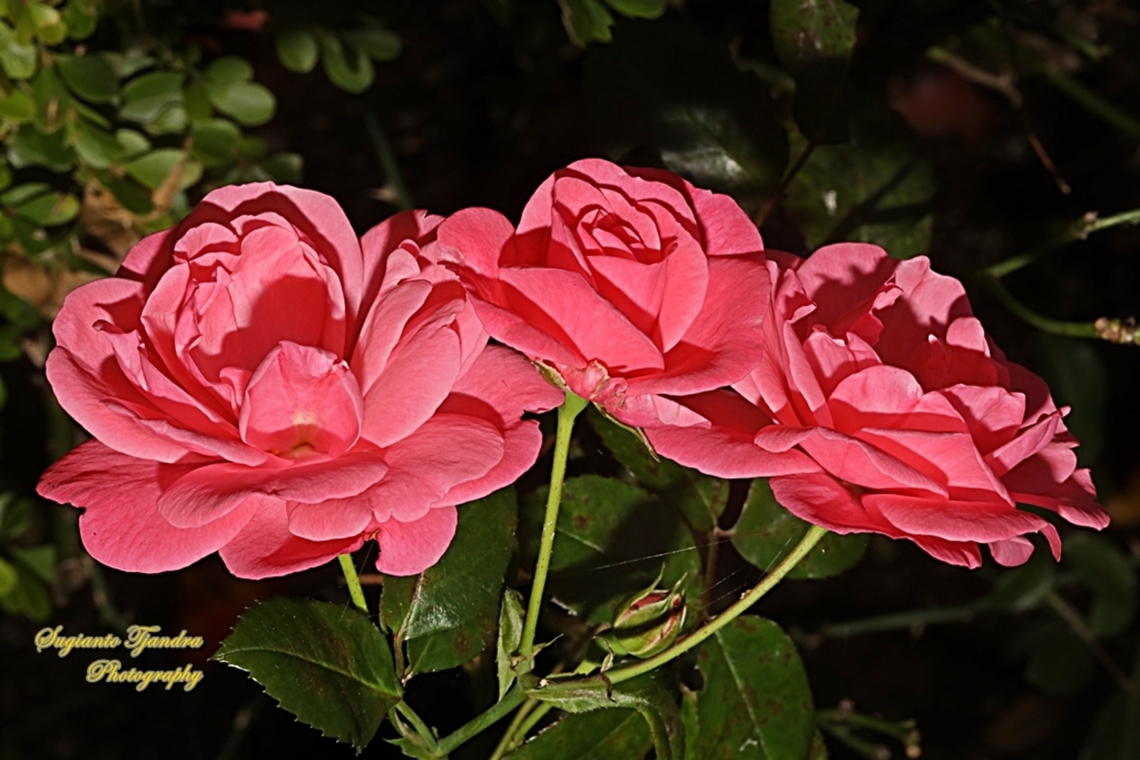Rose flower, Rosa chinensis  Australia,Fall,Geotagged,Rosa chinensis
