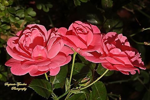 Rose flower, Rosa chinensis  Australia,Fall,Geotagged,Rosa chinensis