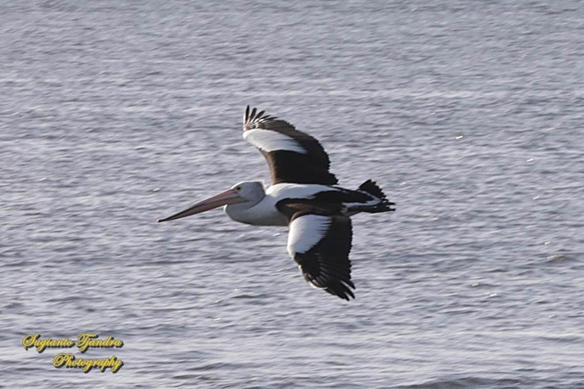 Pelicans, family Pelecanidae "flying"  Australia,Australian Pelican,Fall,Geotagged,Pelecanus conspicillatus