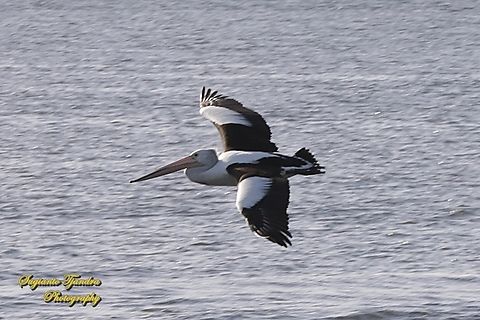 Pelicans, family Pelecanidae "flying"  Australia,Australian Pelican,Fall,Geotagged,Pelecanus conspicillatus