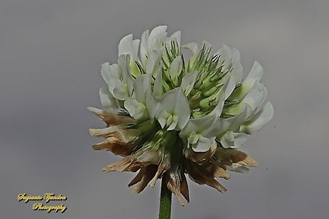 White Clover flower, Trifolium repens, family Fabaceae  Australia,Fall,Geotagged,Trifolium repens,White clover